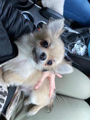 Chihuahua