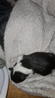 2 cucciole con libretto sanitario Border Collie - Anteprima 3