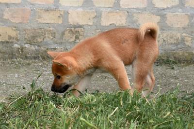 Shiba Inu cuccioli