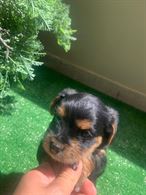 Yorck shire terrier