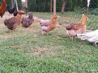 Galline uova colorate araucana, marans, olive egger - Foto 6