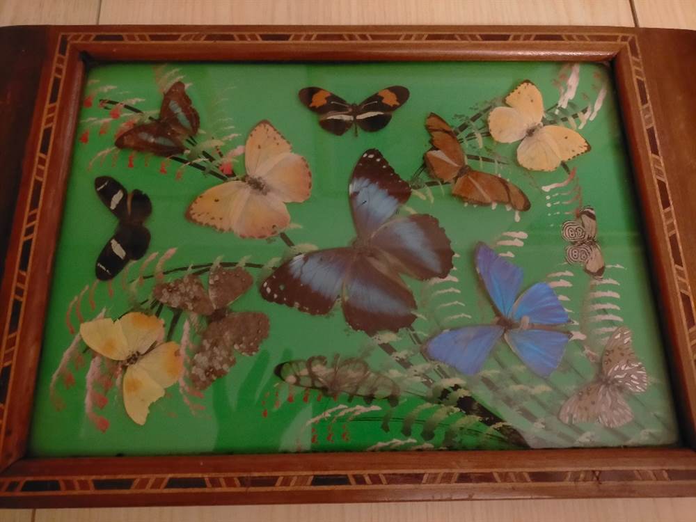 5 Esemplari Di Farfalle Vere In Scatola - Decorazione Casa E Idea Regalo Originale - Foto 8