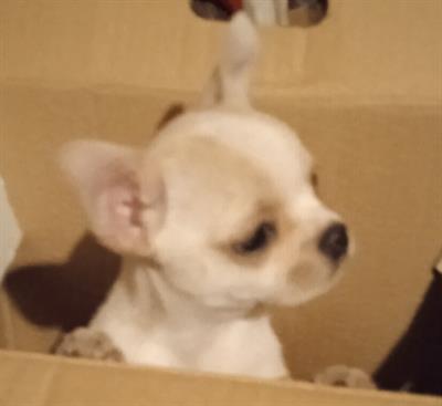 Chihuahua cucciolo maschio con pedigree ENCI - Foto 5