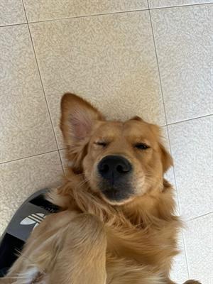 Golden retriever per accoppiamento