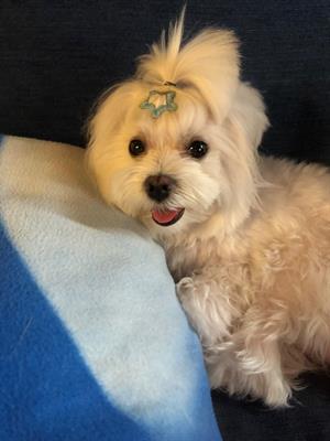 Accoppiamento maltese toy con pedigree