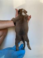 Foto 4 CUCCIOLI DI AMERICAN BULLY POCKET