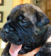 Cuccioli Bullmastiff