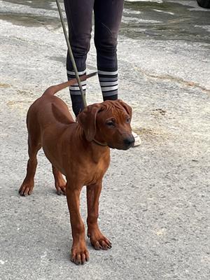 Ultima femmina Rhodesian Ridgeback