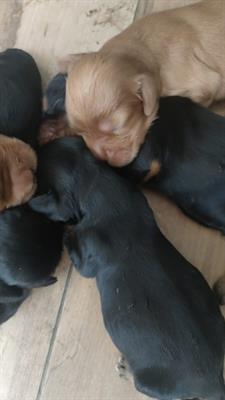Cocker spaniel