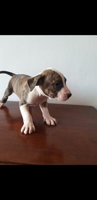 Vendiamo 7 cucciolotti di Pitbull