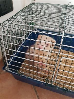 Furettocon gabbia