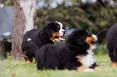 Cuccioli Bovaro del Bernese - Foto 6