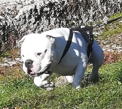 American Bully disponibile per Aaccoppiamento