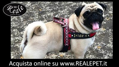 Pettorina personalizzata mod. norvegese per carlino