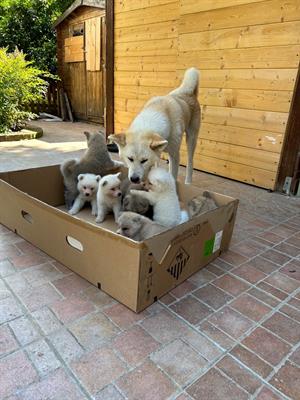 Cuccioli di Akita Inu Giapponese, colore bianco, genitori visibili - Foto 3
