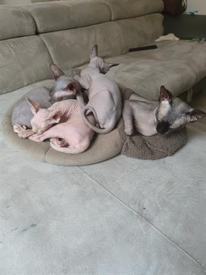 Cuccioli di Sphynx