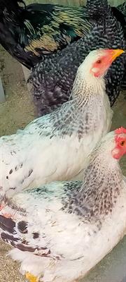 Galline giovani (6/7 mesi) allevate