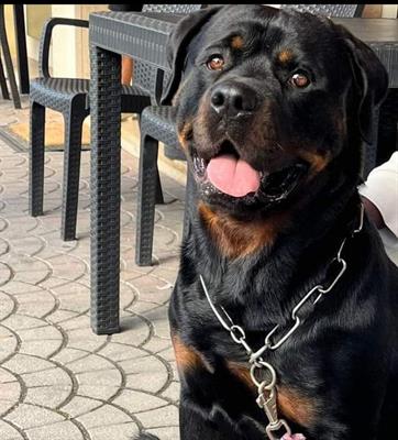 Rottweiler maschio da adottare