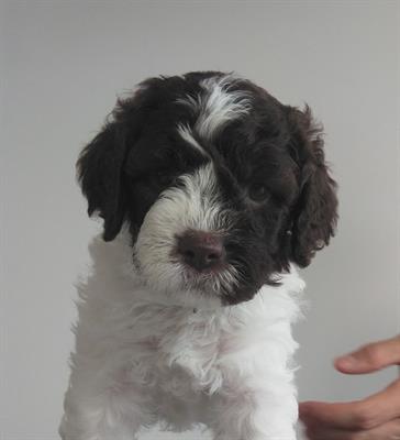 Cuccioli di Lagotto Romagnolo con pedigree ROI