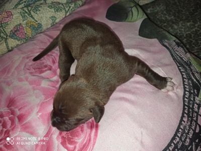 Cuccioli di pitbull puri
