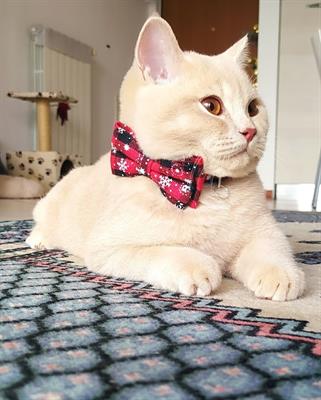 British shorthair per accoppiamento