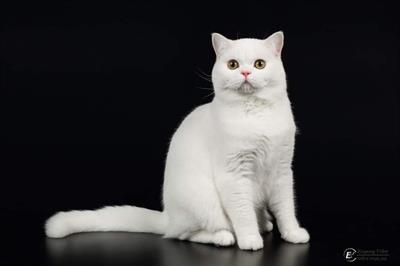 Scottish Straight maschio disponible