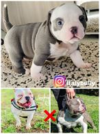 Cucciolo american bully