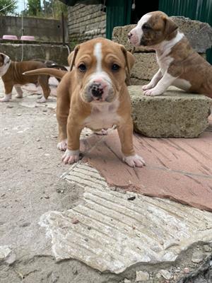 Amstaff - Disponibili ultimi 3 maschi e 3 femmine