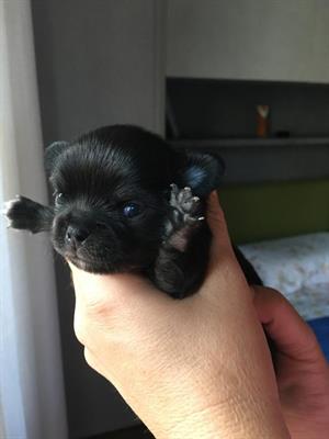 Mini cucciola Chihuahua Pedigree ENCI