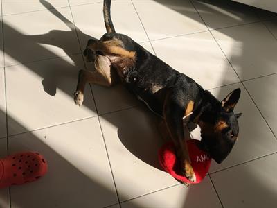 Bull terrier miniatura