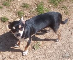 Foto 3 Chihuahua Maschi Come Riproduttori, a pelo lungo