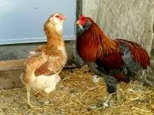 Uova, pulcini, galli e galline di varie razze