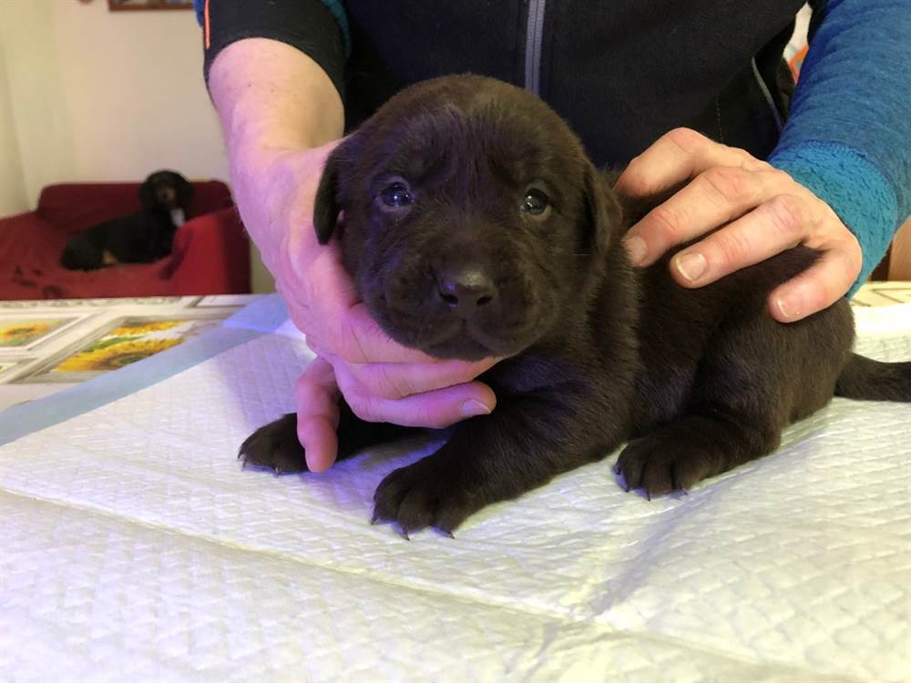 Foto 2 Cuccioli Razza labrador chocolate