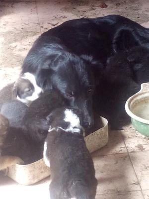 Cuccioli meticci