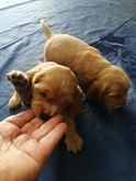 Dolcissimi cuccioli di cocker