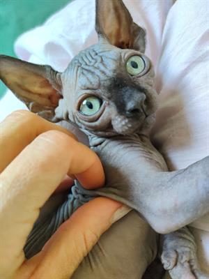 Sphynx con pedigree - Foto 2