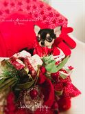 Chihuahua mini toy