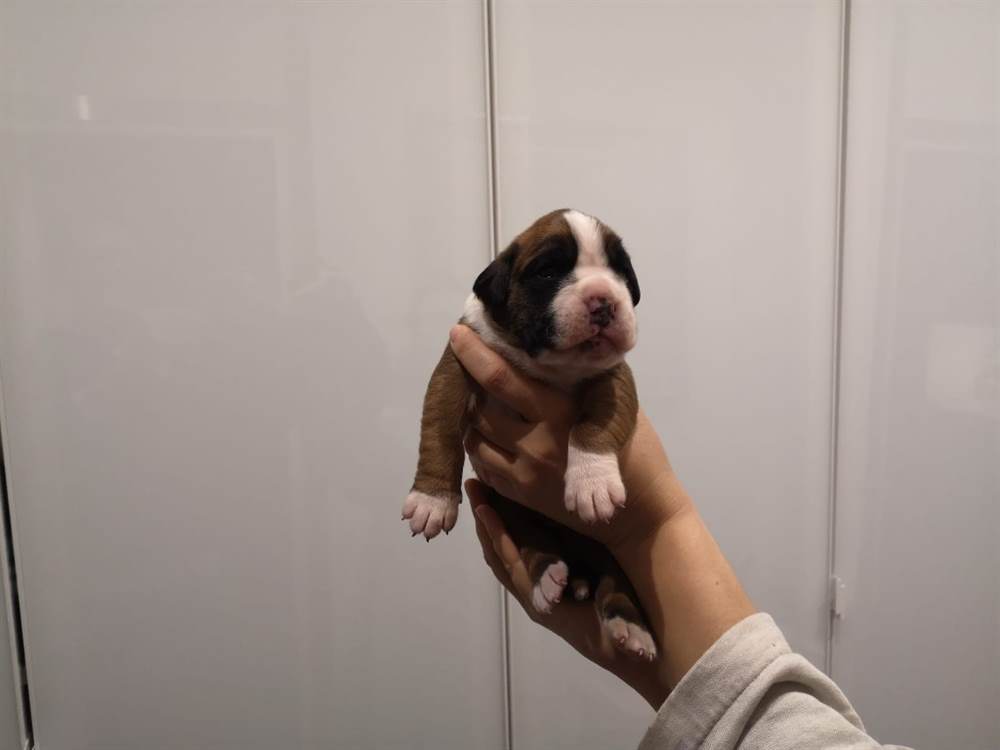 Foto 5Boxer cuccioli con pedigree