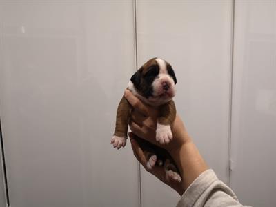 Boxer cuccioli con pedigree - Anteprima 5