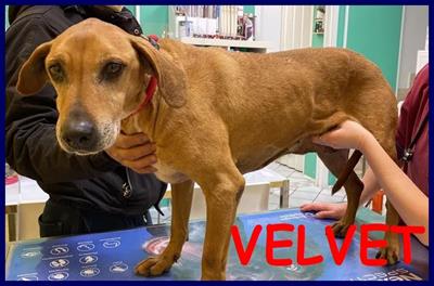 VELVET nonnina salvata dal