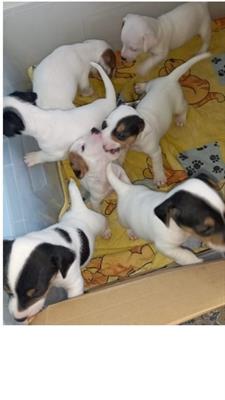 Cuccioli jackrussel terrier
