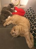Foto 4 Gatto rosso Scottish fold disponibile per accoppiamento