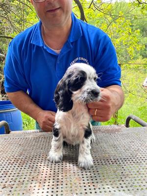 Cocker spaniel inglese - Foto 2