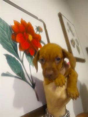 Bassotto tedesco nano kaninchen, genitori visibili - Foto 3