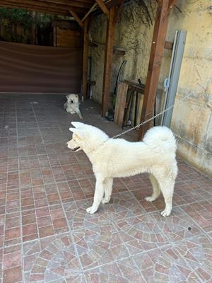Cuccioli di Akita Inu Giapponese, colore bianco, genitori visibili - Foto 2