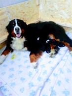 Cuccioli di Bovaro del Bernese