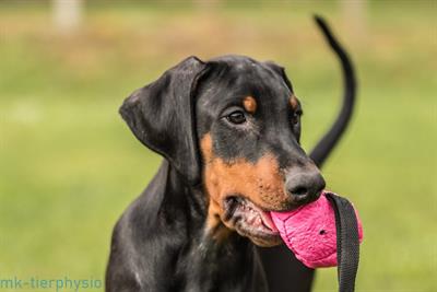 Cuccioli Razza Dobermann all. Altengarde - Foto 2