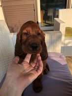 Bellissimi cuccioli setter irlandese