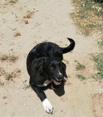 Adozione cane di 5 mesi