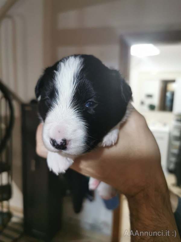 Foto 3Cuccioli Razza border collie